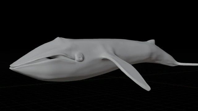 blue whale 3D Model .c4d .max .obj .3ds .fbx .stl .blend 