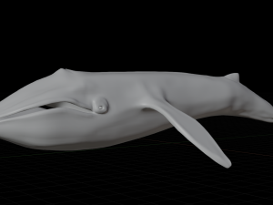 blue whale 3D Model