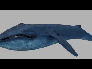 blue whale 3D Model