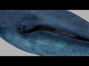 blue whale 3D Model