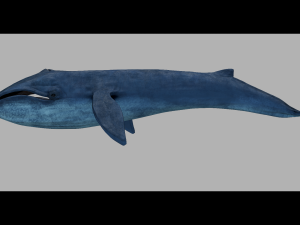 blue whale 3D मॉडल