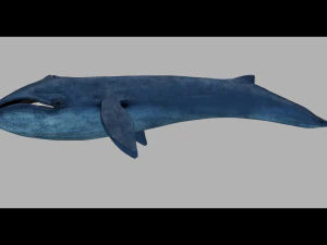 blue whale 3D Model