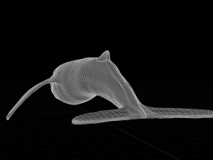 blue whale 3D मॉडल
