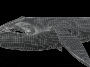 blue whale 3D मॉडल