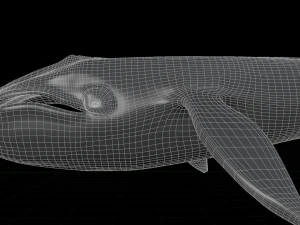 blue whale 3D Model