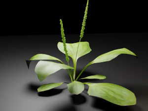 grass archive 3D Model