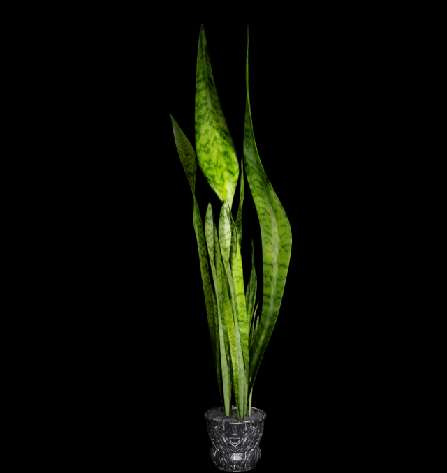 sansevieria 3D Model .c4d .max .obj .3ds .fbx .stl .blend 