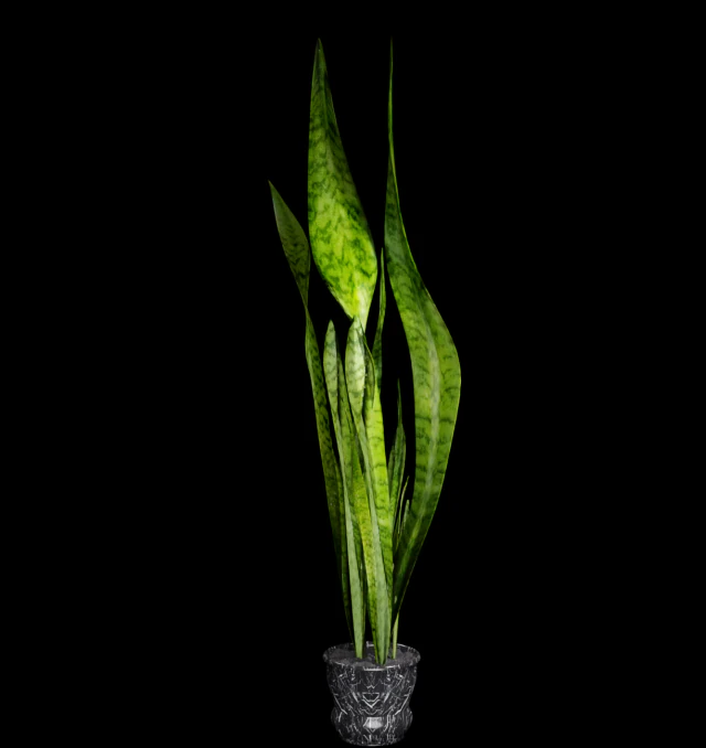 sansevieria 3D Model .c4d .max .obj .3ds .fbx .stl .blend 
