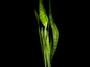 サンスベリア 3Dモデル