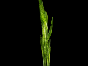 sansevieria 3D Model