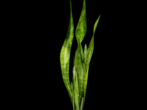 sansevieria 3D Model
