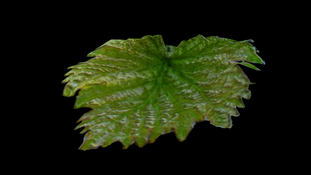 grape leaf CG Текстури .c4d .max .obj .3ds .fbx .stl .blend 