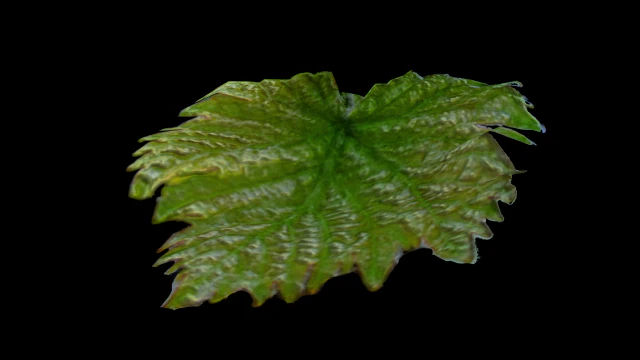 grape leaf CG Textures .c4d .max .obj .3ds .fbx .stl .blend