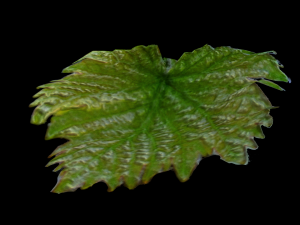 grape leaf CG Textures