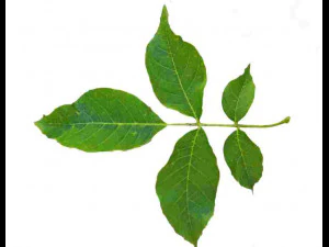 クルミ CG テクスチャ