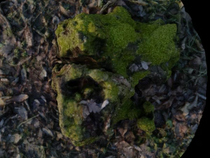 stump in moss 3D Model