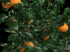 orange tree 3D 模型