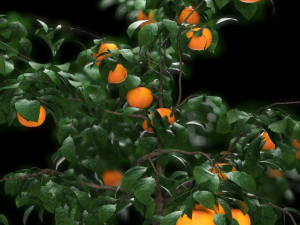 orange tree 3D 模型