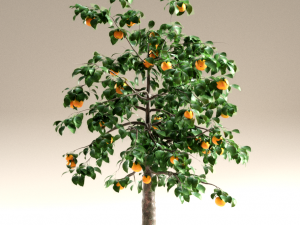 orange tree 3D Model