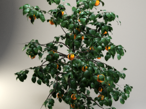 orange tree 3D 模型