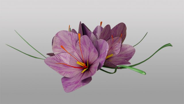 saffron flower 3D Model .c4d .max .obj .3ds .fbx .stl .blend 