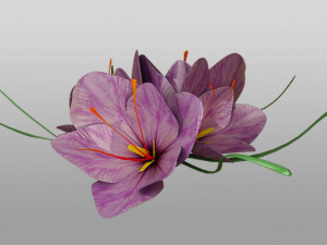 saffron flower 3D Model