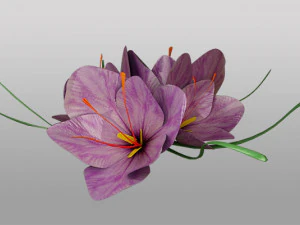 Safranbl&uuml;te 3D Modell