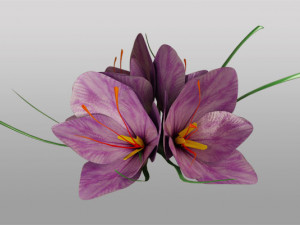 saffron flower 3D Model