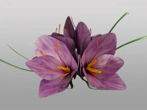 saffron flower 3D Model