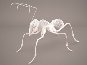 Ant 3D Model