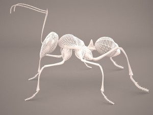 Ant 3D Model