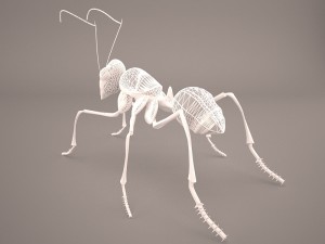 Ant 3D Model