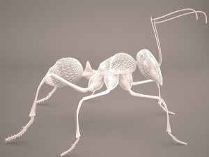 Ant 3D Model