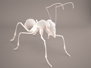 Ant 3D Model