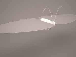 Butterfly 3D Модель