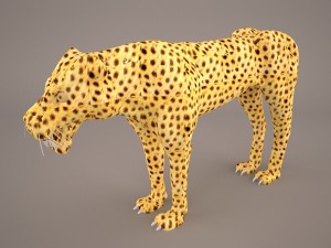 Cheetah 3D Model