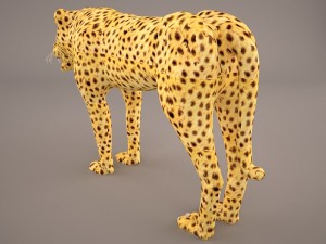 Cheetah 3D Model