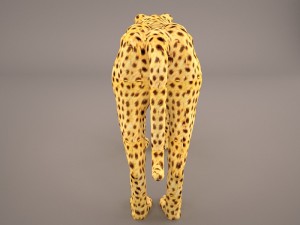 Cheetah 3D Model