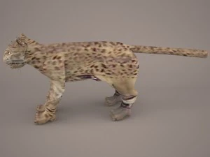 猎豹 1 3D 模型