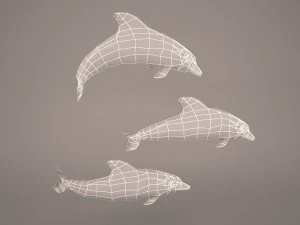 Dolphins 3D Model