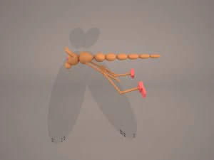 cartoon dragonfly 3D Model
