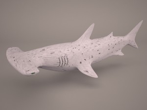 Hammerhead shark 3D-Modell