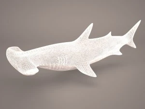 Hammerhead shark 3D Model
