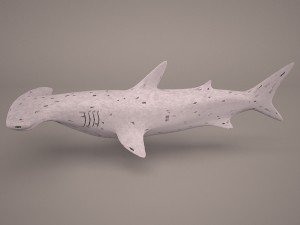 Hammerhead shark 3D Модель