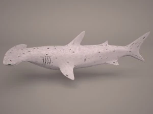 Hammerhead shark 3D Model