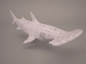 Hammerhead shark 3D Model