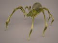 Phoneutria spider 3D-Modell