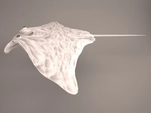 Manta ray 3D Model