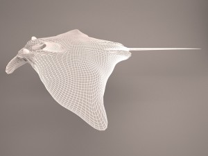 Manta ray 3D 모델