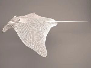 Manta ray 3D Model